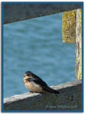 Swallow - Resting in the Sun