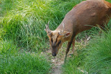 Muntjac in the Grass