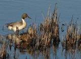 Northern Pintail in Reeds