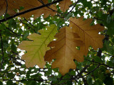 Three Leaves