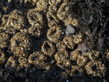 Many Anemones Covered with Sand