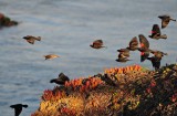 Red-winged Blackbirds