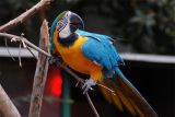 Blue & Yellow Macaw