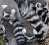 A Lemur Ball