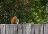 Red Tailed Squirrel