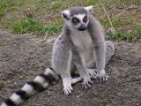 A Peaceful Lemur Moment