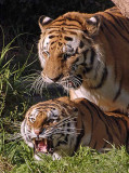 Tigers