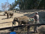 Keeper Feeding the Elephants