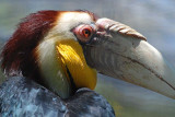 Malayan Wreathed Hornbill