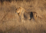 Young male Lion