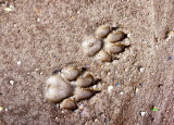 WOLF TRACKS.JPG