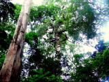 BIG TREES.JPG