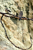 JUVENILE ROUGH- WINGS.JPG