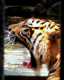 SUMATRAN.jpg