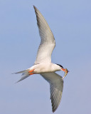Tern's Prize Catch