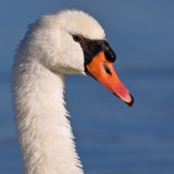 Curious Swan