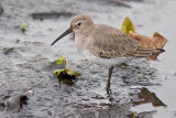 Sandpiper?