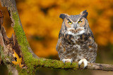 Posing Great Horned Owl