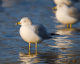 Posing Seagull