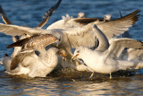 Seagull Tussle