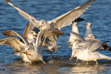 Rowdy Seagulls