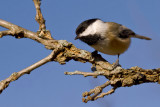 Curious Chickadee