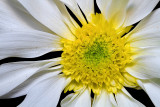 Floral Display