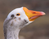 Goose with Attitude