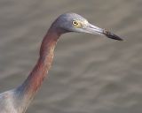 Inquisitive Little Blue Heron