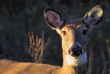 Deer Portrait