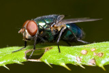 Green Bottle Fly
