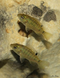 Juvenile Tilapia (Oreochromis aureus)