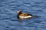 long-tailed duck