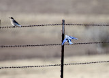 Mountain Bluebird