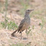 Sage Thrasher