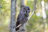 Lappuggla (Great Gray Owl)