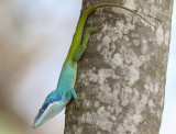 Anolis Lizard