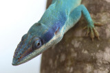 Anolis Lizard