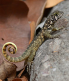 Curly-tailed Lizard