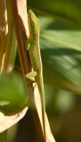 Cuban Green Anole