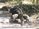 Cuban Rock Iguana