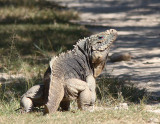 Cuban Rock Iguana
