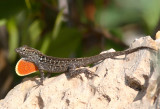 Brown Anole