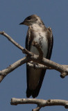 Brown-chested Martin