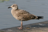 1cy Lesser Black-backed Gull
