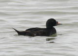 Common Scoter