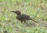 Fernandinas Flicker