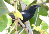 Cuban Crow