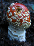 red amanita.jpg