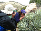 survivorchick demonstrates with agave.jpg